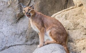 lynx egyptian wild cat