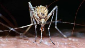 Mosquito