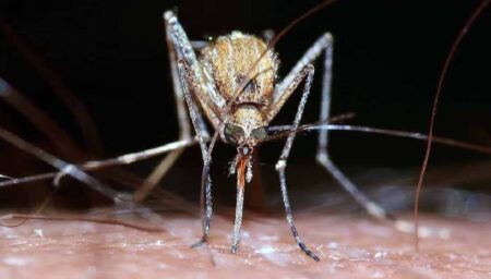 Mosquito