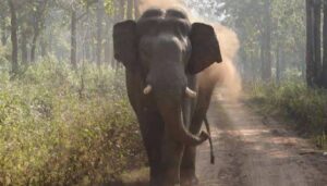 Elephant