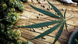Marijuana