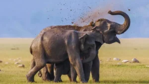 Zimbabwe elephant