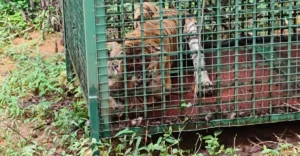 Tiger captured