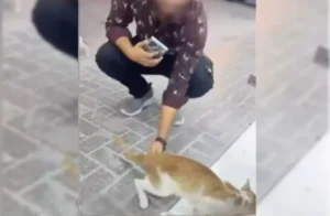 man hurting cat sharja
