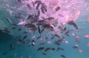 Released fishes