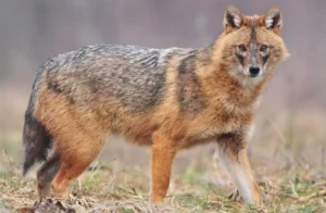 fox