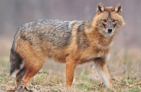 fox