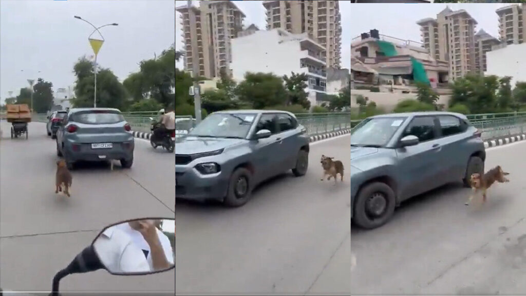 dog chases his owner