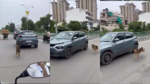 dog chases his owner