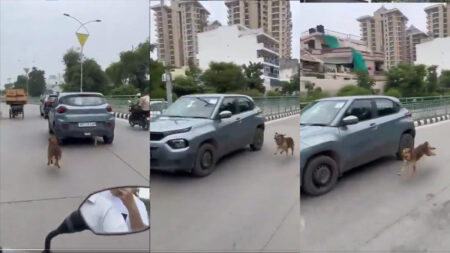 dog chases his owner