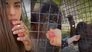orangutan