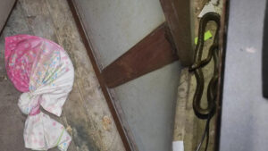 snake in secreteriate