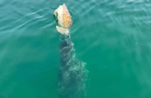 sea turtle died