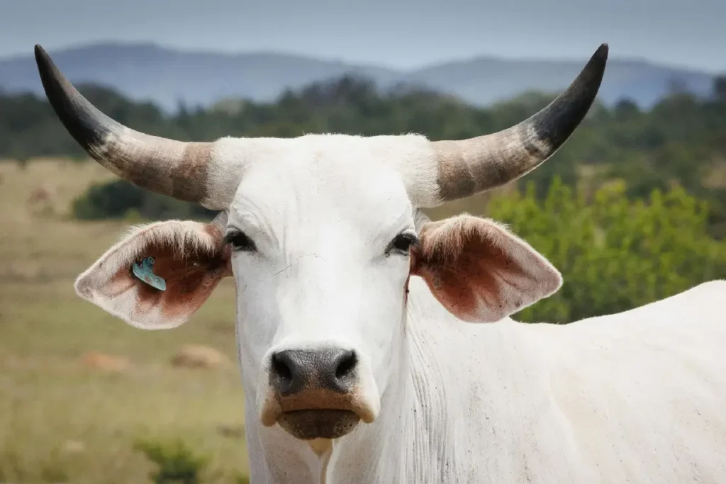 മാംസത്തിനു വേണ്ടി പശുവിനെ കൊന്നു; മൂന്നുപേര്ക്ക് ജീവപര്യന്തം തടവും 18 ലക്ഷം രൂപ പിഴയും