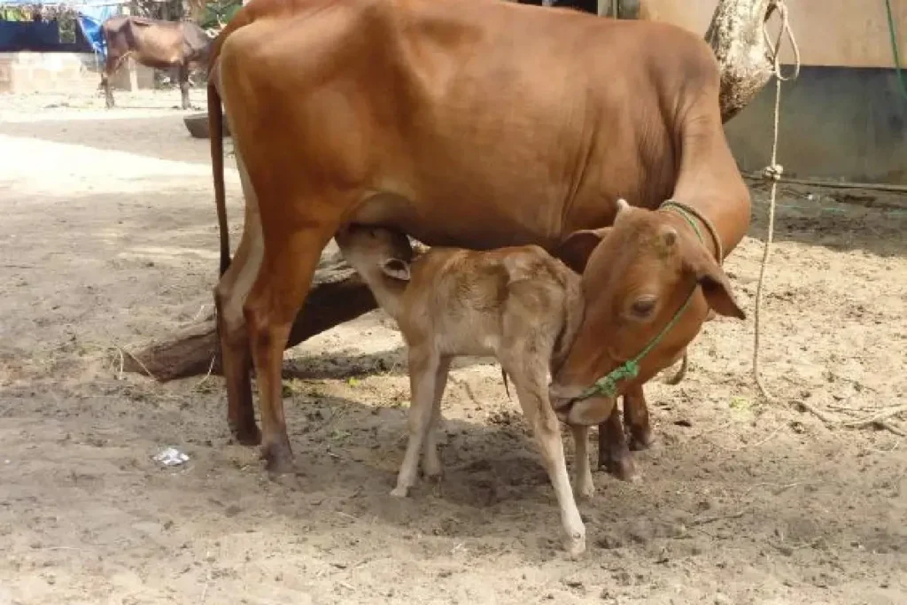 ഗോമൂത്രവും ചാണകവും ഉപയോഗിച്ച് കാൻസർ മരുന്ന്; ഗവേഷകർ നടത്തിയത് മൂന്നര കോടി രൂപയുടെ തട്ടിപ്പ്