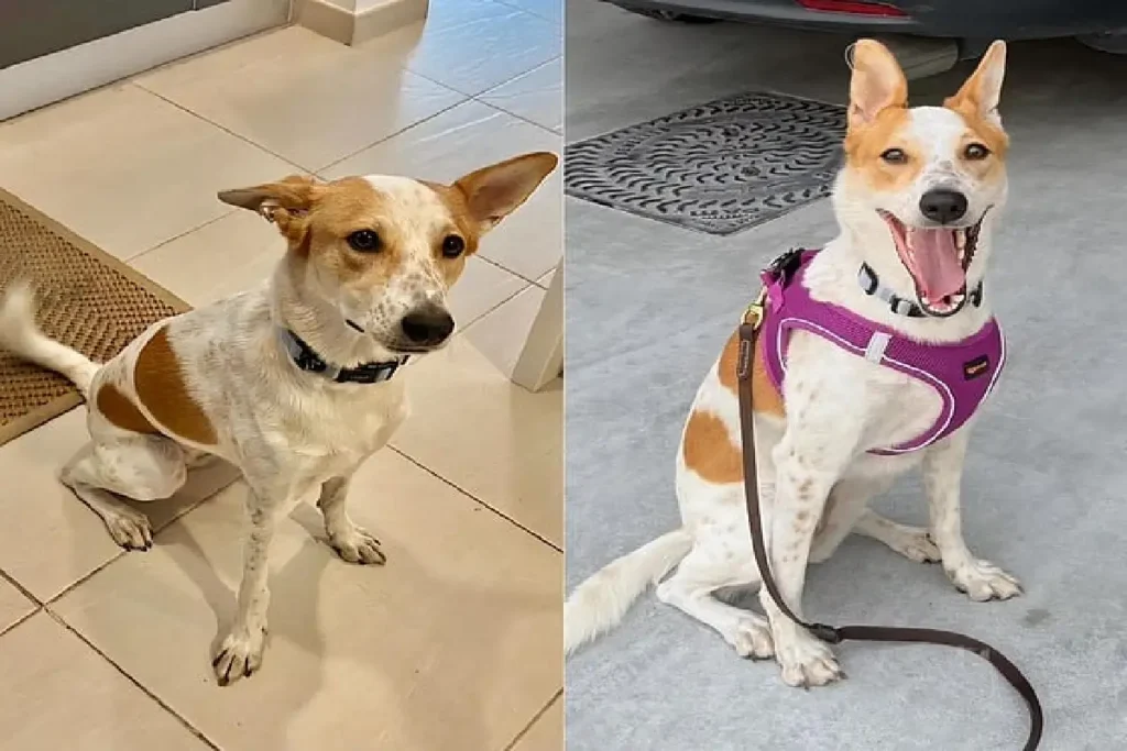 പ്രതീക്ഷക്ക് വകയേകി എൽസിയെ കണ്ടെത്തിയെന്ന് സൂചന