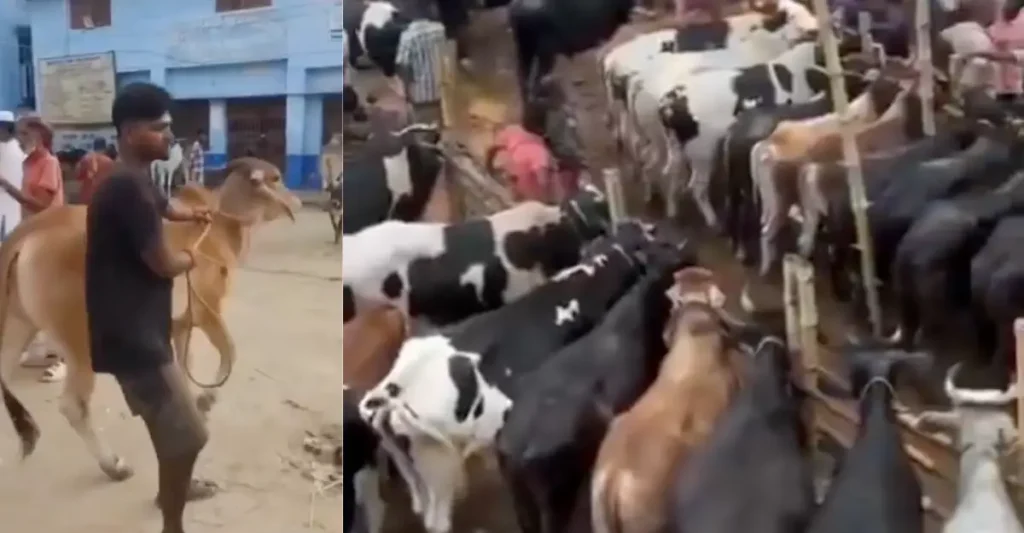 പശ്ചിമ ബംഗാളിൽ മുസ്ലിംകൾക്ക് പശുക്കളെ വേണ്ട; ബി.ജെ.പിക്കെതിരെ പ്രതിഷേധവുമായി ഹിന്ദു കർഷകർ