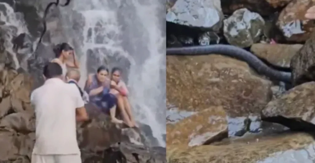 വെള്ളച്ചാട്ടത്തിൽ കുഞ്ഞുമായി നിന്നയാളുടെ മേലേക്ക് കൂറ്റൻ പാമ്പ് വീണു